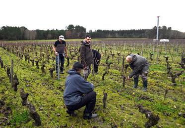Début janvier, à Saint-Romain-sur-Cher. Durant six semaines, huit personnes ont été formées à la taille de la vigne grâce à une formation organisée par le lycée viticole d'Amboise et financée par Pôle emploi.