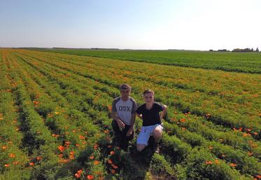 Baptiste Champdavoine et son père Gilles dans le champ de pavots de Californie quelques jours après la récolte.