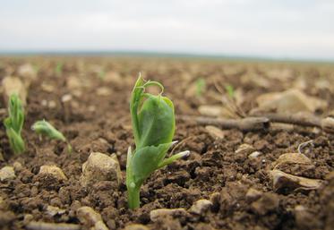 Bonne implantation, levée précoce et homogène, et bonne nodulation permettent d’obtenir un pois robuste.