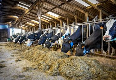 Le logiciel Optim’al calcule une ration pour les vaches laitières à l’auge en optimisant l’économie et l’autonomie protéique.
