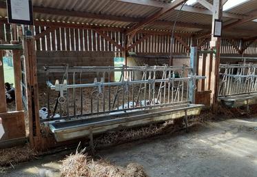 Les veaux ont accès à l’herbe dès leurs 15 jours.