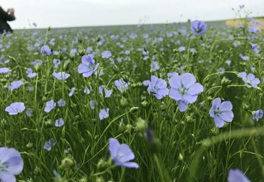 Le 26 janvier, les agriculteurs multiplicateurs de semences de lin se sont réunis pour une journée technique.