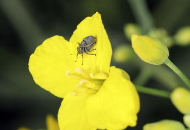 Le nouvel outil de Terres Inovia est disponible sur son site Internet.