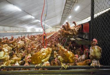 La présence avérée du virus de l'influenza aviaire en Eure-et-Loir ne change pas grand-chose pour les élevages qui confinaient déjà leurs animaux. En revanche, l'attention des éleveurs sur les mesures de biosécurité est rappelée.