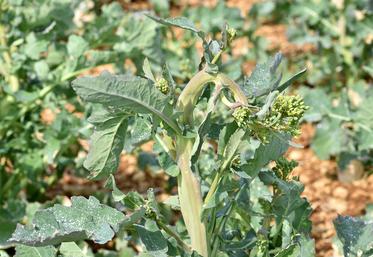 Eclatements occasionnés par des piqûres de ponte de charançon de la tige du colza, en haut de tige. 