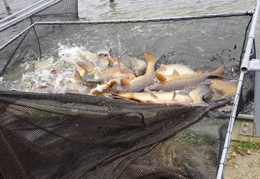 L'agriculteur s'est lancé dans cette aventure piscicole en 2020.