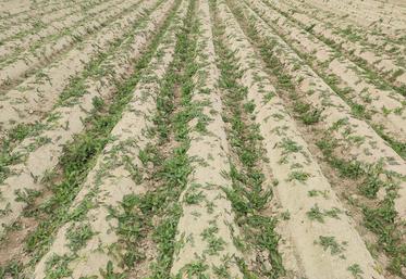 Cette parcelle buttée présentait initialement quelques pieds de laiteron, qui ont été multipliés par l’utilisation de la fraise rotative.