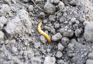 Ver fil de fer, la longueur de la larve du taupin peut aller jusqu’à 25 mm.