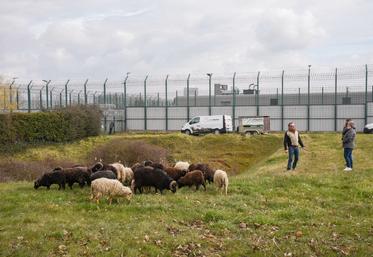 Le 6 mars, à Châteaudun. Une trentaine de moutons vont assurer l'entretien des espaces herbacés autour du centre de détention.