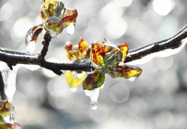 FranceAgriMer lance un programme d'aide aux investissements pour l'acquisition de matériels de protection contre les aléas climatiques.