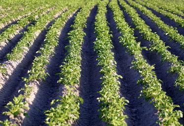 La Fredon Île-de-France fait le point sur la réglementation autour des plants de pommes de terre.