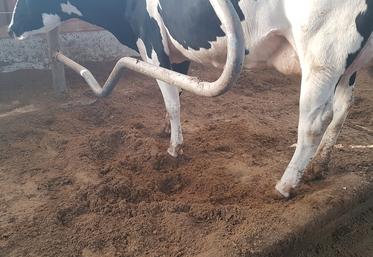 Xavier Plaideau, éleveur laitier seinomarin avec 80 vaches, a choisi d'utiliser du lisier déshydraté pour les logettes de son bâtiment.