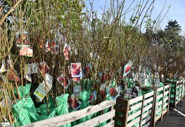 Avant de planter de nouveaux arbres, mieux vaut prendre connaissance de la réglementation.