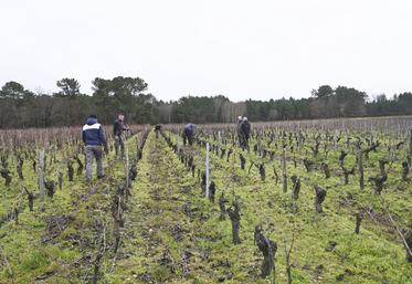 Les viticulteurs essaient de retarder la taille des vignes pour lutter contre le gel. Des méthodes, comme la taille en deux temps, font de plus en plus d'adeptes. 
