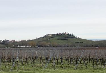 Les viticulteurs doivent respecter une distance de sécurité de 10 mètres à côté des habitations et lieux accueillant des travailleurs ou personnes vulnérables lorsqu'ils traitent avec des produits classés CMR*.