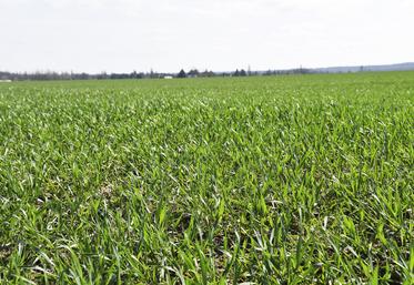 Saint-Martin-en-Bière, lundi 20 mars. Les cultures d'automne présentent une biomasse importante et bien souvent des stades avancés.