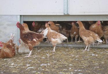 Les marchés publics régissant l'approvisionnement en volailles de la plateforme de restauration collective de Provins sont publiés.
