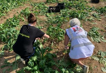 Glanage solidaire lors des Terres de Jim en septembre dernier. Les légumes ramassés ont été donnés aux Restos du cœur et à la Banque alimentaire.