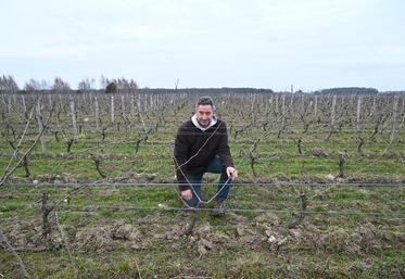 Jérôme Marcadet, vigneron à Feings et président de l'ODG de Cheverny/Cour-Cheverny, fait un état des lieux de l'impact des dernières gelées sur ses vignes.