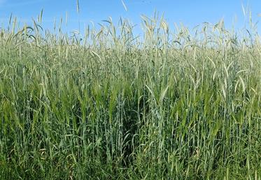 Des Cives (Cultures intermédiaires à vocation énergétiques) composés d'orge hybride, de seigle et de triticale. 