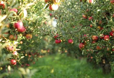Les exploitants ont jusqu'au 31 juillet pour demander l'aide pour toutes les espèces, sauf abricots, cerises, pêches-nectarines et prunes pour lesquels la date butoir est fixée au 15 septembre.
