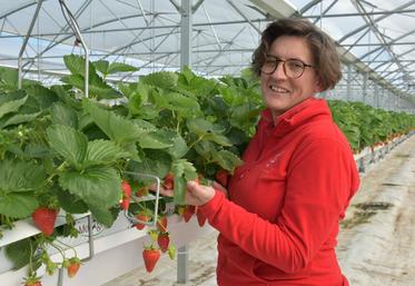 En plus de la vente directe à la ferme et la livraison aux commerces et GMS, Anne-Sophie livre ses fraises à des mandataires à Rungis afin de servir les palaces parisiens.