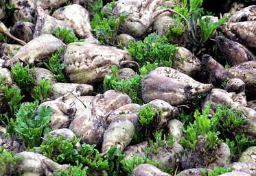 Des essais variétaux ont mis en avant les atouts de la betterave fourragère en cas de tension sur la ressource en eau.