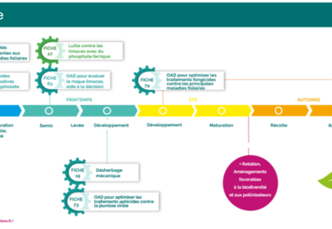 Grâce au Contrat de solutions, plus de cent solutions pour réduire l’utilisation et l’impact des produits phytosanitaires sont déjà disponibles. Ici, la lutte contre les pucerons, vecteurs de jaunisses virales sur betterave.