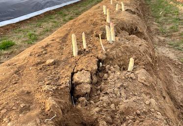 Le bâchage permet à la famille Lefaucheux de sécuriser la culture, tant sur le plan agronomique qu'économique.