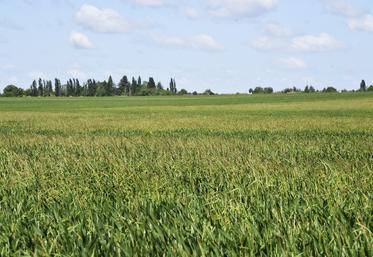 Les conditions météo de ces dernières semaines ont provoqué un salissement globale de la plaine. Ray-grass et vulpins sont difficilement maitrisables dans certains secteurs.