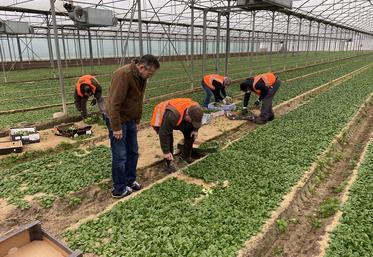 Le glanage solidaire est une opération organisée par Solaal Centre-Val de Loire. Ici, sur une parcelle de mâche chez Delahaye maraîcher avec la Banque alimentaire en 2022.