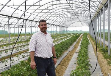 Lundi 22 mai, à Vulaines-lès-Provins. Les premiers pieds de tomate ont pris place dans la serre depuis trois semaines.