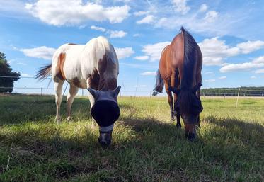Pâturage estival au mois de juillet 2022 dans le Loiret après une récolte de foin début juin (40 jours de repousse).