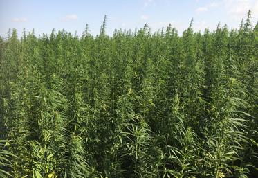 Intéressés par la culture du chanvre ou déjà producteur, la journée organisée par Planète chanvre est pour vous.