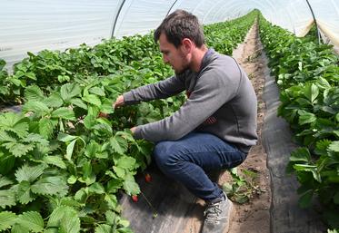 À Saint-Claude-de-Diray, Maxime Cadoux fait le point sur sa saison des fraises en plein sol.