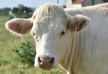 La Cour des comptes a livré un rapport favorable à une réduction du cheptel français, ce qui fait bondir la profession.