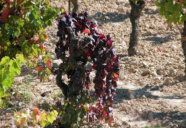 La flavescence dorée se manifeste par des symptômes de jaunisse, de couleur jaune sur les feuilles des cépages blancs, et de couleur rouge sur les feuilles des cépages rouges.