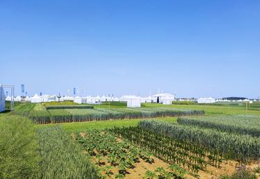 Les 14 et 15 juin lors des Culturales, les visiteurs pourront découvrir les innovations d'Arvalis à travers des vitrines de cultures, des démonstrations et un espace technique.