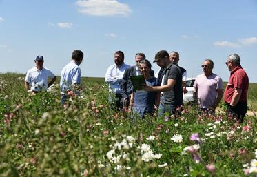 Mercredi 31 mai, à Épieds-en-Beauce. La présentation de l'association Terres et territoires s'est poursuivie dans une parcelle constituée du mélange Pollifauniflor. 