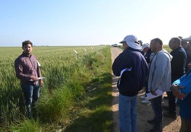 Alban Hamelin, conseiller grandes cultures à la chambre d'Agriculture, a présenté l'essai désherbage du blé tendre aux agriculteurs participant à la visite des essais du secteur Beauce, mardi 6 juin. 