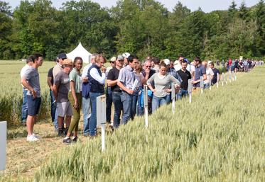 Vendredi 9 juin, à Arrou. Autour d'une plateforme d'essais, les adhérents ­d'Axéréal ont pu faire le tour de différentes problématiques agronomiques.