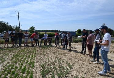 Jeudi 8 juin, une vitrine de nouvelles cultures a été présentée lors de la visite des essais organisée par la chambre d'Agriculture de Loir-et-Cher dans le secteur du Perche.