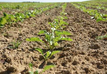 L'usine Tereos d'Artenay (Loiret) cherche quelque 2 700 hectares de betterave supplémentaires.