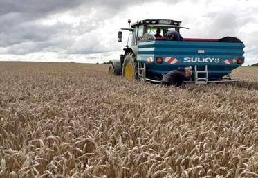 Les semis d'interculture peuvent s'avérer avantageux pour les agriculteurs s'ils sont bien réalisés. 