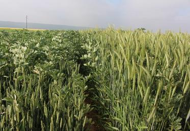 Les associations blé-féverole sont particulièrement réussies cette année.