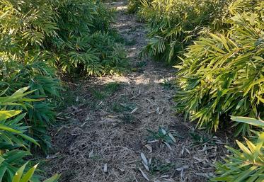 Le bambou est destiné à plusieurs usages, alimentaires et industriels, et présente de nombreux atouts concernant la captation de carbone.