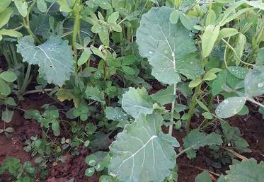 Comptez entre 30 et 60 e/ha de semences certifiées selon les espèces choisies, pour 30 à 130 e/ha de marge supplémentaire. 