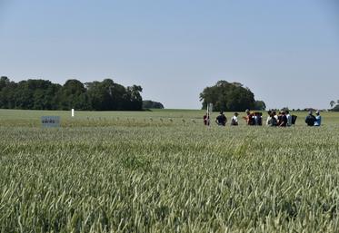 Chartronges, mardi 13 juin. L'ensemble des essais présentés concernait le blé.