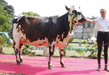 Le 17 juin, à Courtalain. Pinkie, une normande de l'EARL Guéret (La Bazoche-Gouet), a remporté le titre de championne suprême au comice.