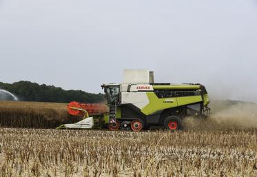 Le 29 juin, près de Coullons. Le colza commençait à être récolté chez cet agriculteur du Giennois.